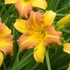 Hemerocallis EveryDaylily™ 'Punch Yellow®' – Sásliliom