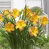 Hemerocallis EveryDaylily™ 'Punch Yellow®' – Sásliliom