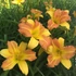Hemerocallis EveryDaylily™ 'Punch Yellow®' – Sásliliom