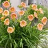 Hemerocallis EveryDaylily™ 'Rose®' – Sásliliom