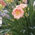 Hemerocallis EveryDaylily™ 'Rose®' – Sásliliom