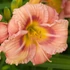 Hemerocallis EveryDaylily™ 'Rose®' – Sásliliom