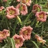 Hemerocallis EveryDaylily™ 'Rose®' – Sásliliom