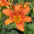Hemerocallis fulva - Vöröslő sásliliom