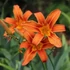 Hemerocallis fulva - Vöröslő sásliliom