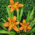 Hemerocallis fulva - Vöröslő sásliliom
