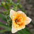 Hemerocallis 'Longfield's Kitten' – Sásliliom