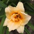 Hemerocallis 'Longfield's Kitten' – Sásliliom