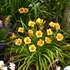 Hemerocallis 'Longfield's Kitten' – Sásliliom