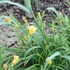 Hemerocallis 'Longfield's Kitten' – Sásliliom