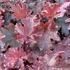 Heuchera americana 'Melting Fire' - Amerikai tűzeső