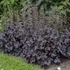 Heuchera villosa 'Black Pearl' – Tűzeső