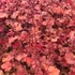 Heuchera 'Cranberry' – Tűzeső