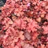 Heuchera 'Cranberry' – Tűzeső