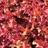 Heuchera 'Cranberry' – Tűzeső