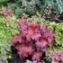 Heuchera 'Fire Alarm' – Tűzeső