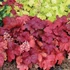 Heuchera 'Fire Alarm' – Tűzeső