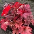 Heuchera 'Fire Alarm' – Tűzeső