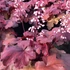 Heuchera 'Fire Alarm' – Tűzeső