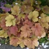 Heuchera 'Kassandra' – Tűzeső