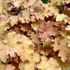 Heuchera 'Kassandra' – Tűzeső