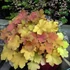 Heuchera 'Kassandra' – Tűzeső