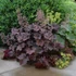 Heuchera micrantha 'Palace Purple' – Tűzeső