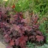 Heuchera micrantha 'Palace Purple' – Tűzeső