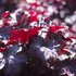 Heuchera micrantha 'Palace Purple' – Tűzeső