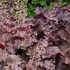 Heuchera micrantha 'Palace Purple' – Tűzeső