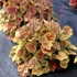 Heuchera 'Northern Exposure Sienna' – Tűzeső
