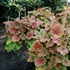 Heuchera 'Northern Exposure Sienna' – Tűzeső