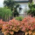 Heuchera 'Northern Exposure Sienna' – Tűzeső