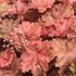 Heuchera 'Peachberry Ice' – Tűzeső