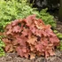 Heuchera 'Peachberry Ice' – Tűzeső