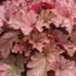 Heuchera 'Peachberry Ice' – Tűzeső