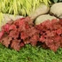 Heuchera 'Peachberry Ice' – Tűzeső