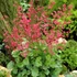 Heuchera sanguinea 'Leuchtkäfer' – Vérvörös tűzeső