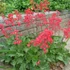 Heuchera sanguinea 'Leuchtkäfer' – Vérvörös tűzeső