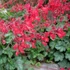 Heuchera sanguinea 'Leuchtkäfer' – Vérvörös tűzeső