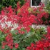 Heuchera sanguinea 'Leuchtkäfer' – Vérvörös tűzeső