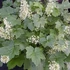 Heuchera villosa 'Chantilly' – Tűzeső