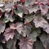 Heuchera 'XXL' – Tűzeső