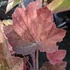 Heuchera 'XXL' – Tűzeső