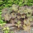 Heuchera 'XXL' – Tűzeső