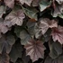 Heuchera 'XXL' – Tűzeső