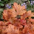 Heucherella x 'Buttered Rum' – Turbáncső
