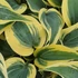 Hosta 'Autumn Frost' – Árnyékliliom