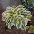 Hosta 'Autumn Frost' – Árnyékliliom