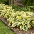 Hosta 'Autumn Frost' – Árnyékliliom